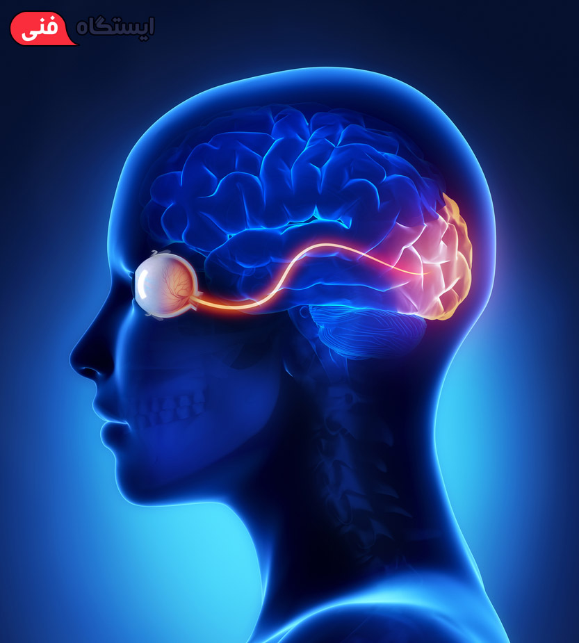سیستم عصبی چشم انسان